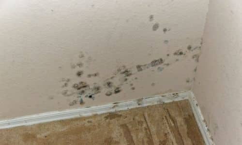 Best Mold Inspection For Apartments In South Carolina