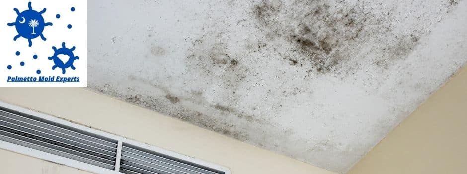 Can You Live in a House With Mold