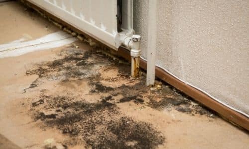 Commercial Mold Removal in South Carolina