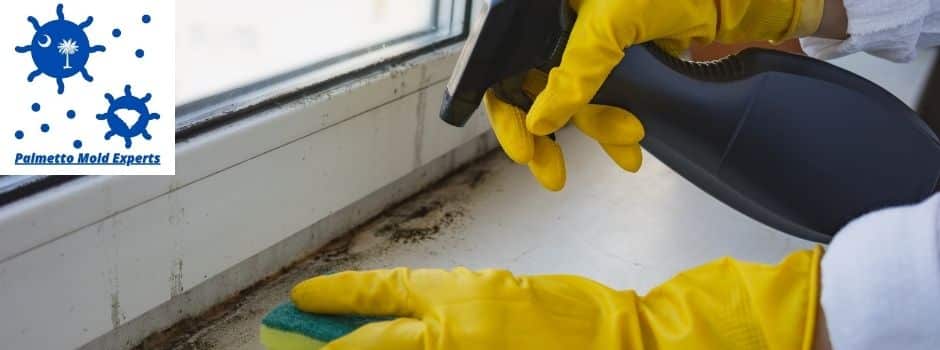 Does mold have to be professionally removed