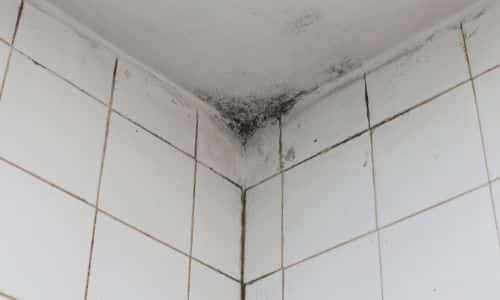 best West Ridge SC mold removal company