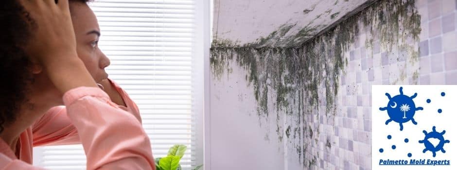 How Much Does Mold Remediation Cost?