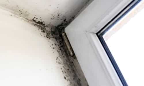 Learn About Mold Inspection For Apartments In South Carolina