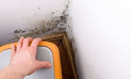 Learn What The CDC Says About Mold In South Carolina