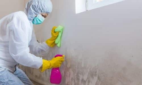 best mold remediation in South Carolina