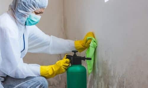 best mold removal in South Carolina