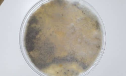 best mold testing in South Carolina