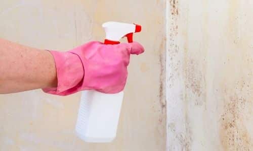 best residential mold removal methods In South Carolina