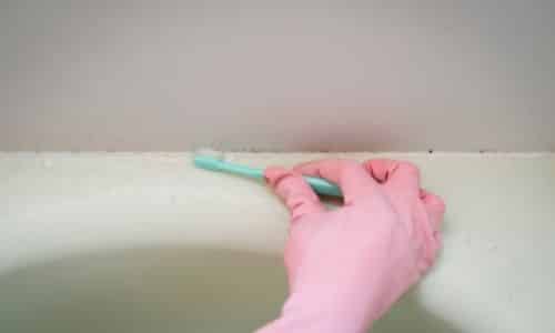 homeowner mold remediation in South Carolina