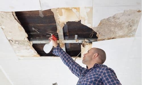 how to fix mold problems in Columbia SC