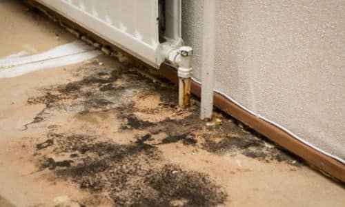 is mold bad in Columbia SC