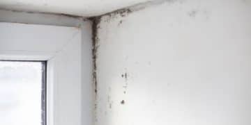 How to Remove Mold From Inside Walls