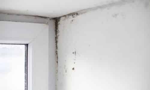 learn how to remove mold from inside walls in South Carolina