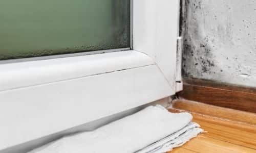 learn if You can Live in a House With Mold in South Carolina