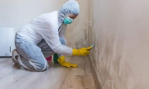 mold remediation in South Carolina