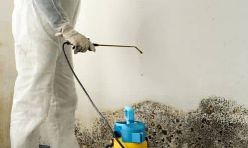 mold remediation in action in South Carolina
