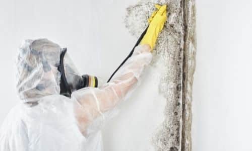 Swansea SC mold removal