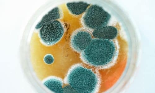 mold testing in South Carolina