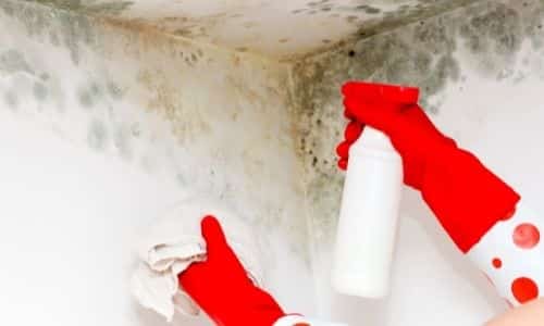 performing mold remediation in South Carolina