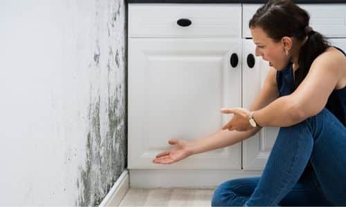 what is mold removal