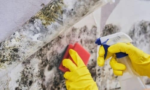 when is mold remediation required In South Carolina