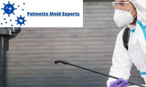 best mold removal company in south carolina