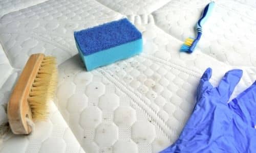 best mold removal Cayce SC