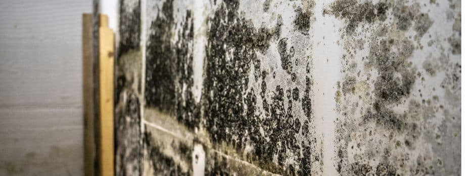 Benefits Of Mold Testing In Columbia SC