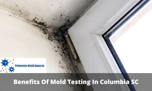 what are the benefits of mold testing in Columbia SC