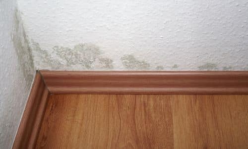 heavy rain causes mold in Columbia SC