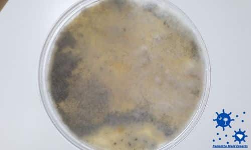 do it yourself mold test kits in south carolina