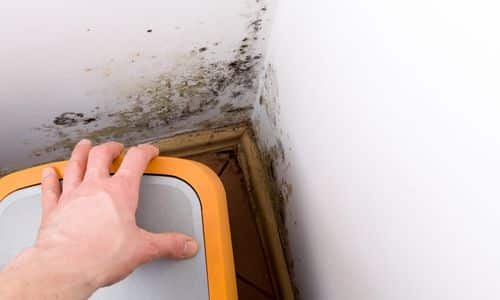 test for mold yourself in south carolina