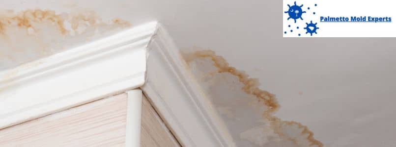 How Does Water Damage Cause Mold